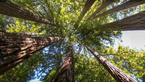 Best Tree Cabling and Bracing  in Evart, MI